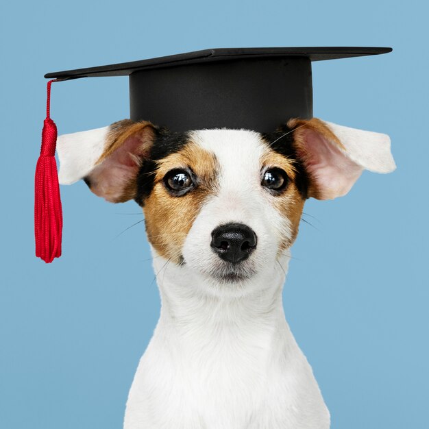 Cute Jack Russell Terrier in a graduation cap