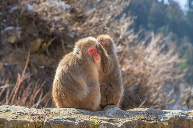 Cute Japanese macaques, one grooming the other