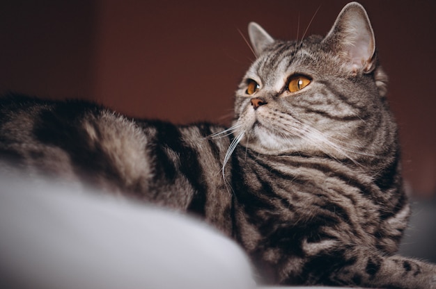 Cute kitten on the bed