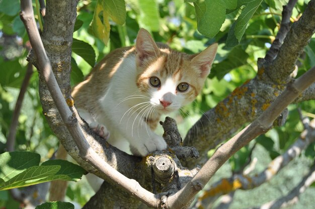 cute kitten with expressive eyes