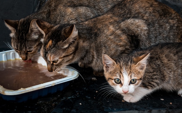 Симпатичные котята едят из белого горшка