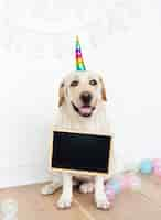 Foto gratuita carino labrador retriever con un cappello di unicorno