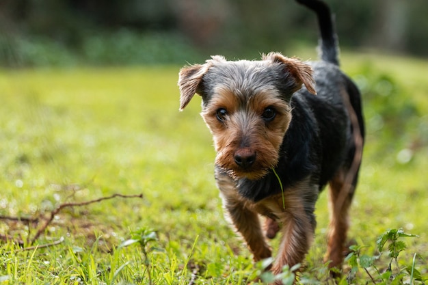 Cute little australian terrier walking in the green field
