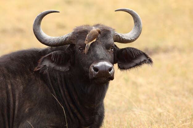 Cute little bird sitting on a black buffalo's face in the middle of a field in a jungle