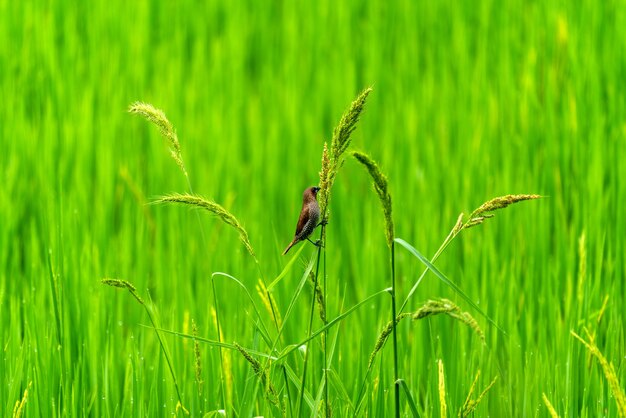 Милые птички на зеленых рисовых полях