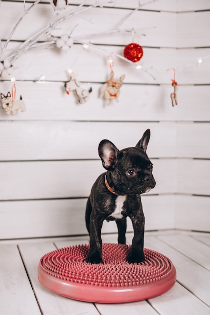 Free photo cute little black french bulldog in studio