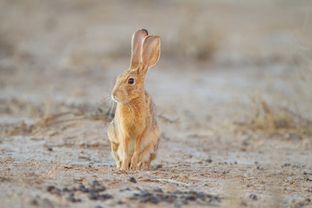 砂漠の真ん中でかわいい小さな茶色のウサギ