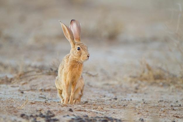 Cute little brown rabbit in the middle of the desert