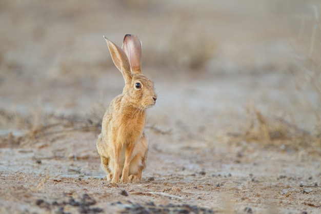 Милый маленький коричневый кролик посреди пустыни