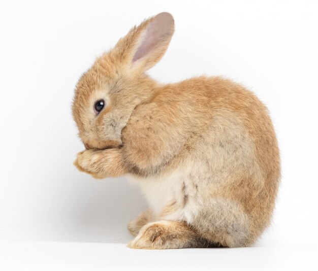赤ちゃん動物 写真 000 高画質の無料ストックフォト