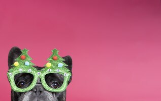 Cute little bulldog wearing a christmas themed glasses