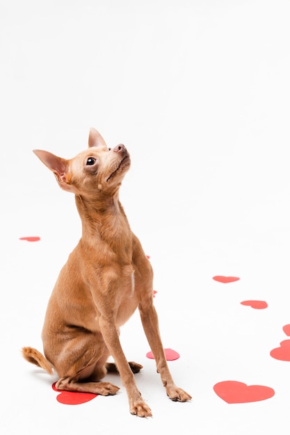 離れているかわいいチワワ犬 無料の写真