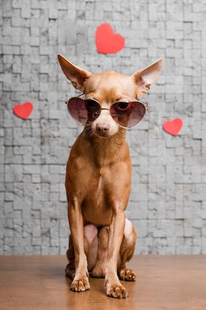 Cute little chihuahua dog surrounded by hearts