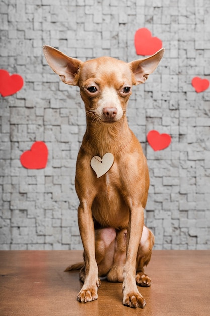 Cute little chihuahua dog surrounded by hearts
