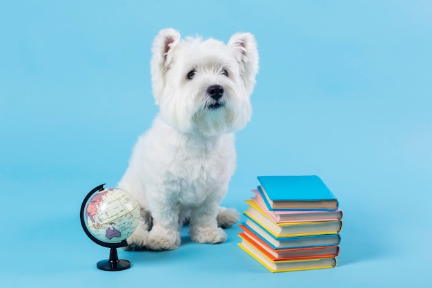 Cute little dog back to school