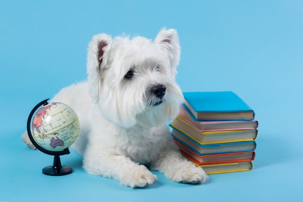 可愛い小犬が学校に戻った