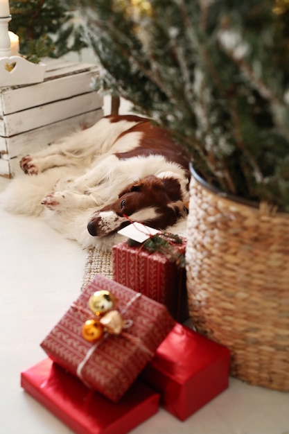 Cute little dog on a Christmas decorated living room