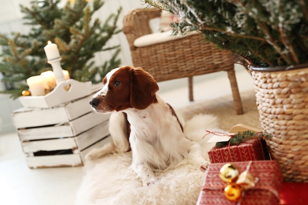 Милая маленькая собака на украшенной рождеством гостиной
