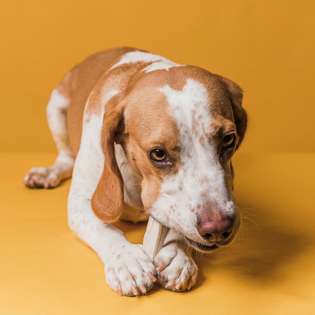 Foto gratuita piccolo cane sveglio che mangia un osso