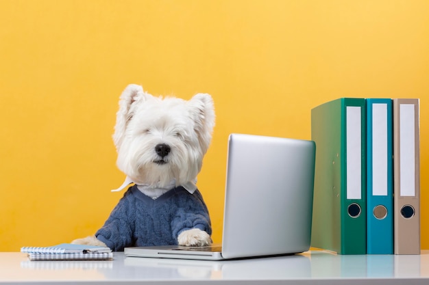 Cute little dog impersonating a business person