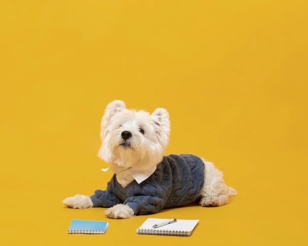 Cute little dog impersonating a business person