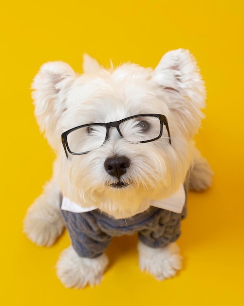 Cute little dog impersonating a business person