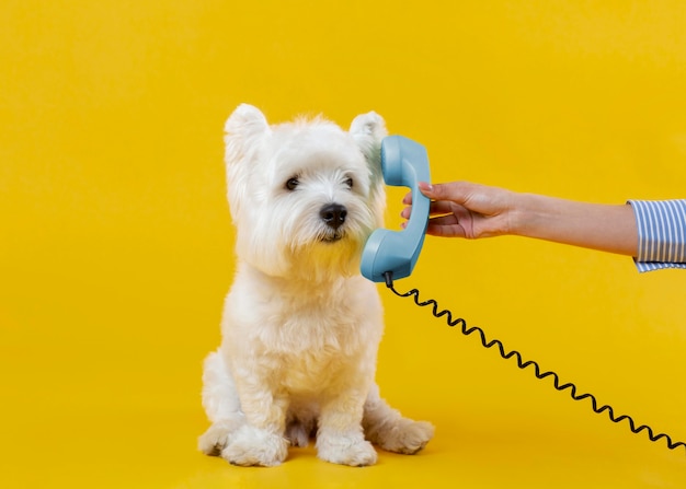 黄色に分離されたかわいい犬