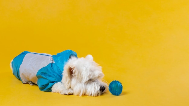 Cute little dog isolated on yellow