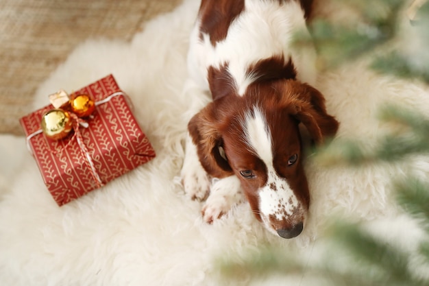 無料写真 クリスマスプレゼントの横にあるかわいい犬