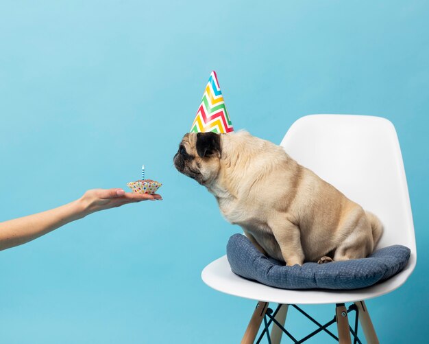 Cute little dog on a white chair