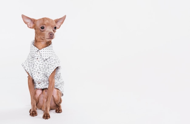 Cute little dog with a costume