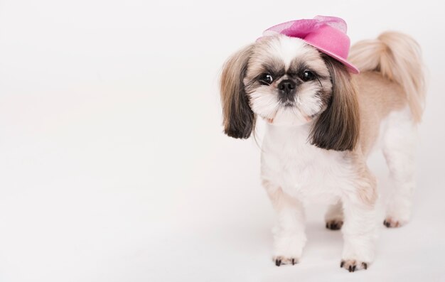 Cute little dog with a hat