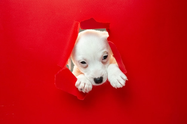 Free photo cute and little doggy running breakthrough red studio