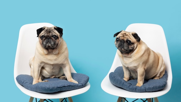 Cute little dogs on white chairs