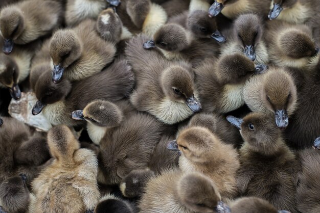 Cute little duckling.