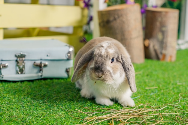 fluffy lop eared rabbit