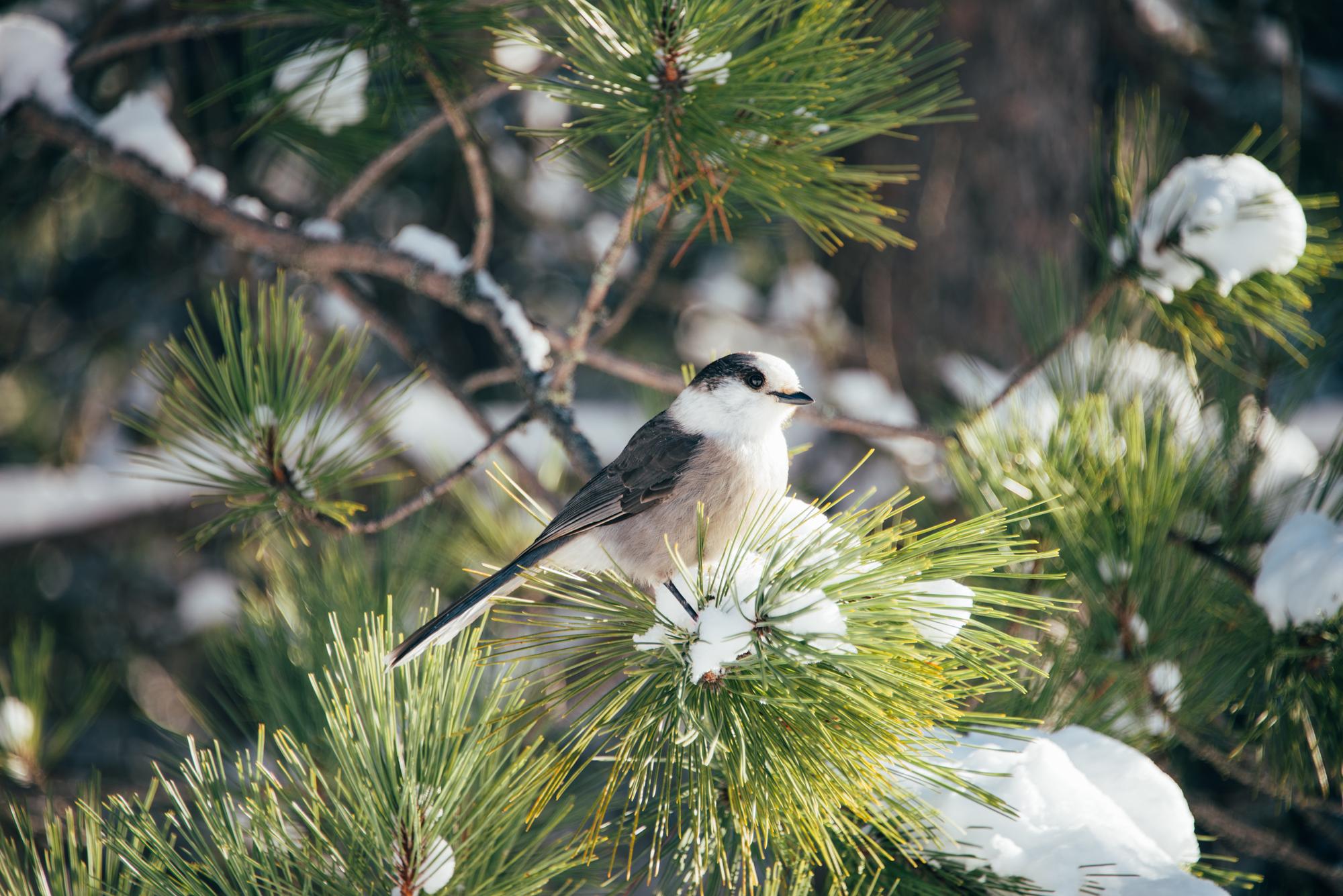 Cute little gray jay bird perched on a snowy spruce branch