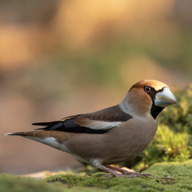 cute little jay standing on the grass with a blurred background