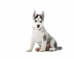 Free photo cute little siberian husky puppy sitting isolated on white