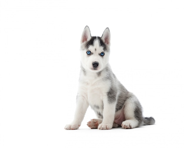 白で隔離座っているかわいいシベリアンハスキー子犬