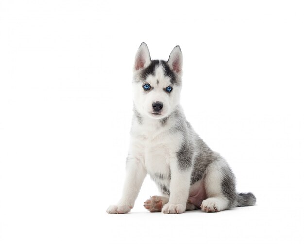 귀여운 작은 시베리안 허스키 강아지 앉아 흰색 절연