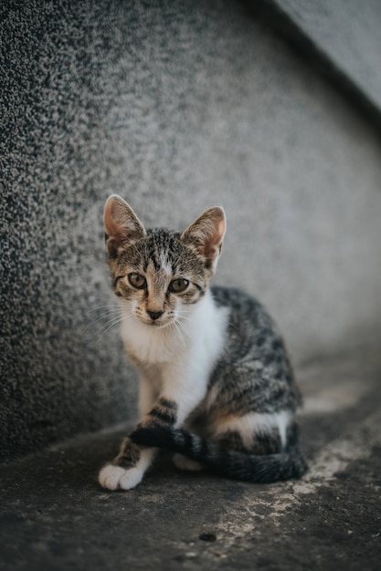 야외 바닥에 앉아 있는 귀여운 작은 얼룩 고양이