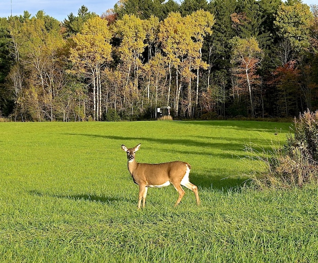 高い厚い木の近くの緑のフィールドでカメラをまっすぐ見てかわいい孤独な鹿