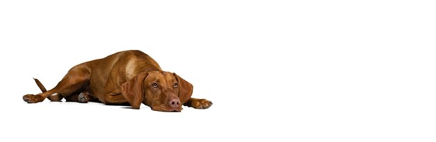 Cute lovely dog Beautiful Kurzhaar dog calmly lying on floor posing isolated over white studio background