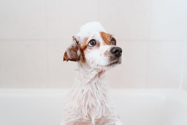 バスタブに濡れたかわいい素敵な小さな犬、頭に面白い泡石鹸できれいな犬。屋内ペット Premium写真