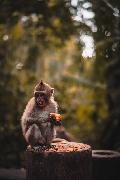 果物を食べるかわいいマカク猿