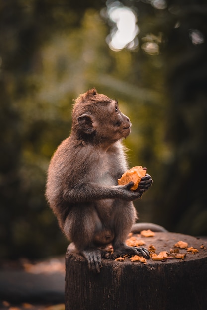 Cute Macaque monkey eating a fruit