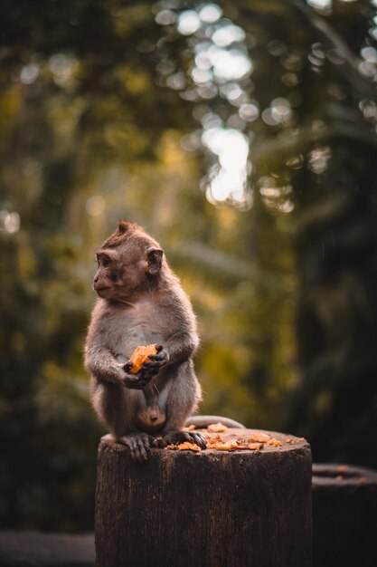 Cute Macaque monkey eating a fruit