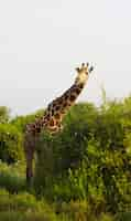 Foto gratuita carino massai giraffe nel parco nazionale orientale di tsavo, kenya, africa