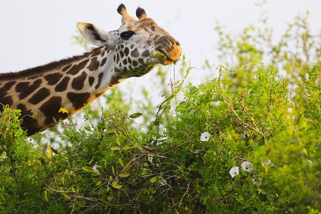 Free Photo cute massai giraffe in tsavo east national park, kenya, africa